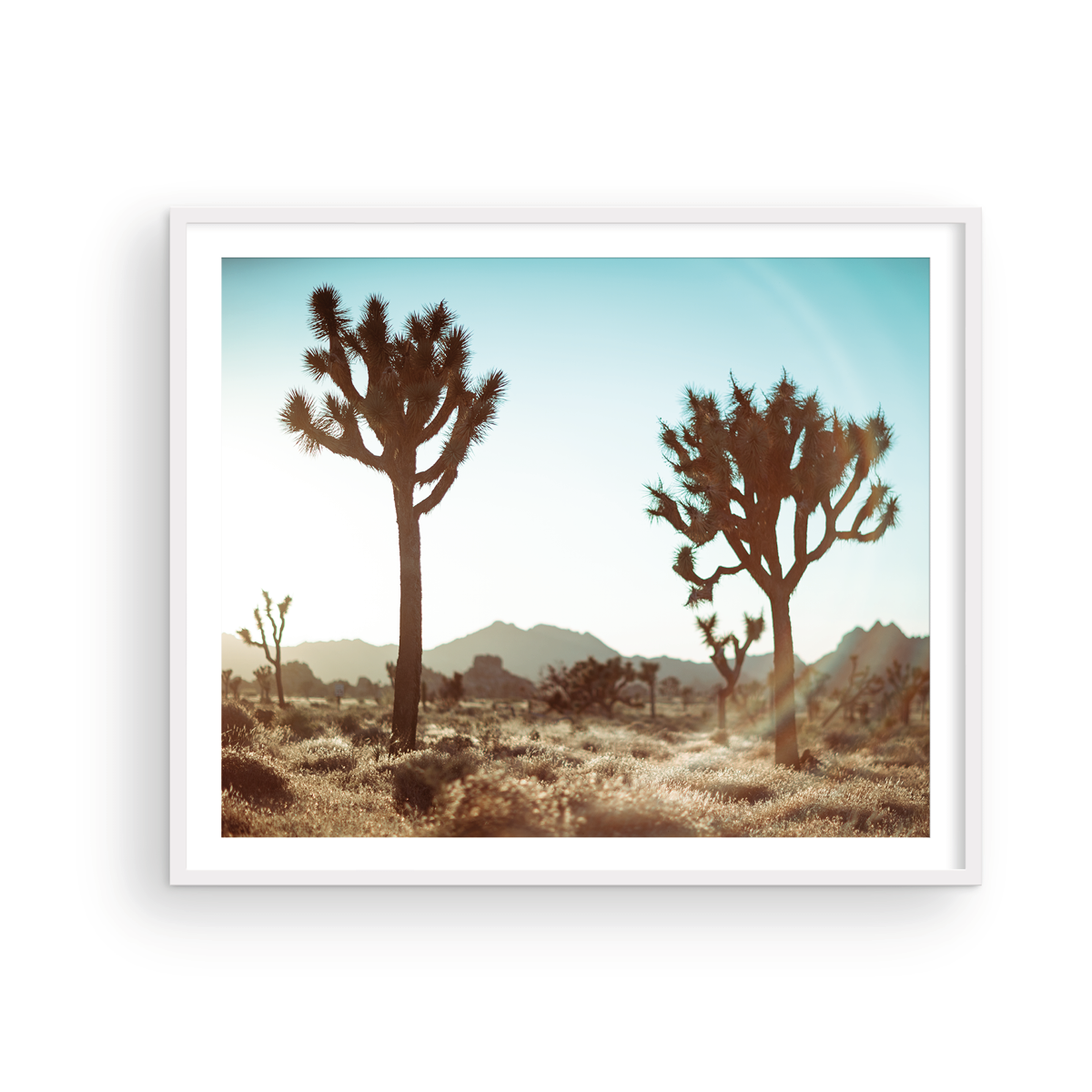 JOSHUA TREE
