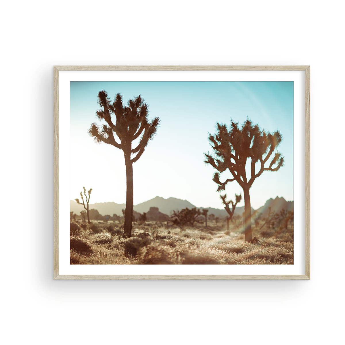 JOSHUA TREE