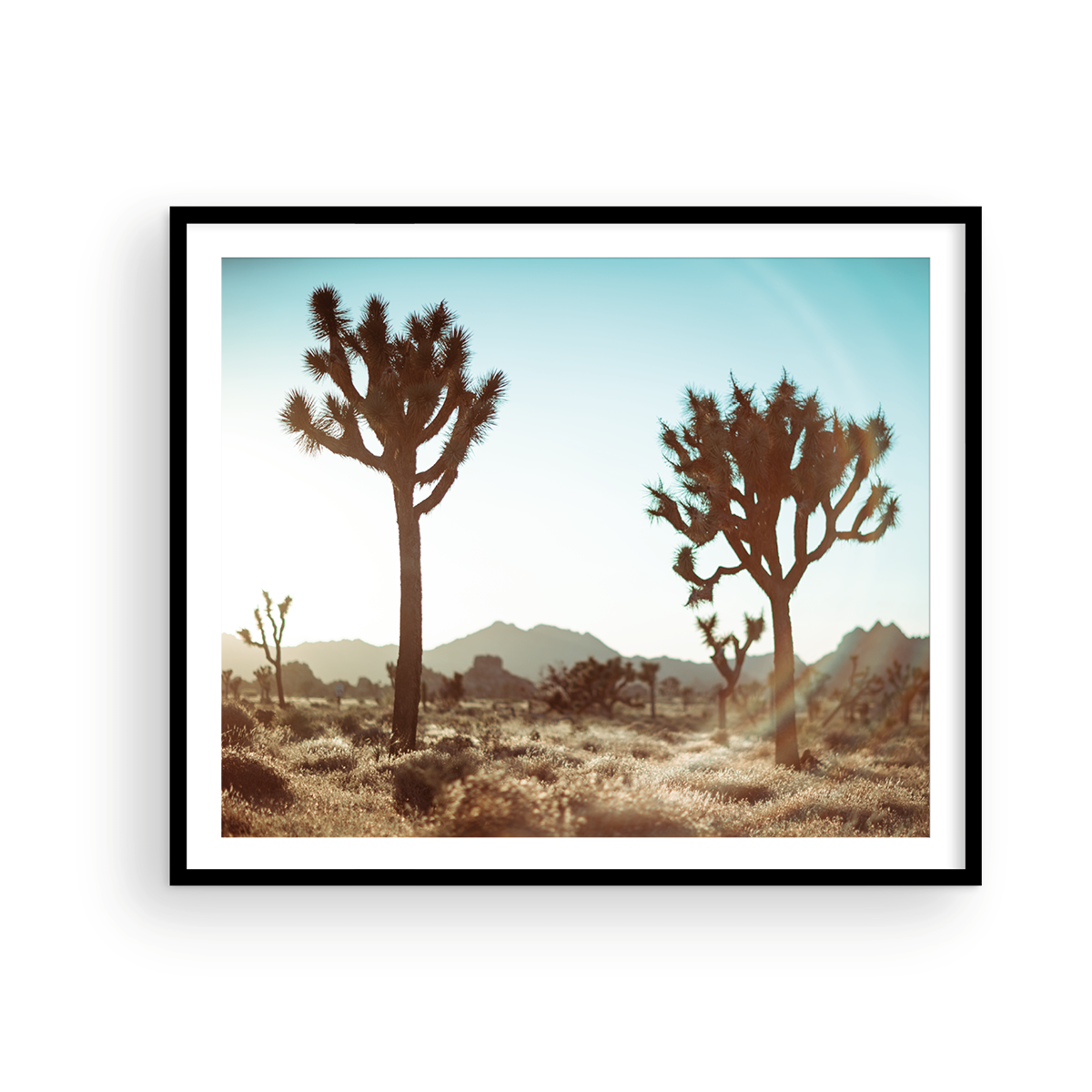 JOSHUA TREE