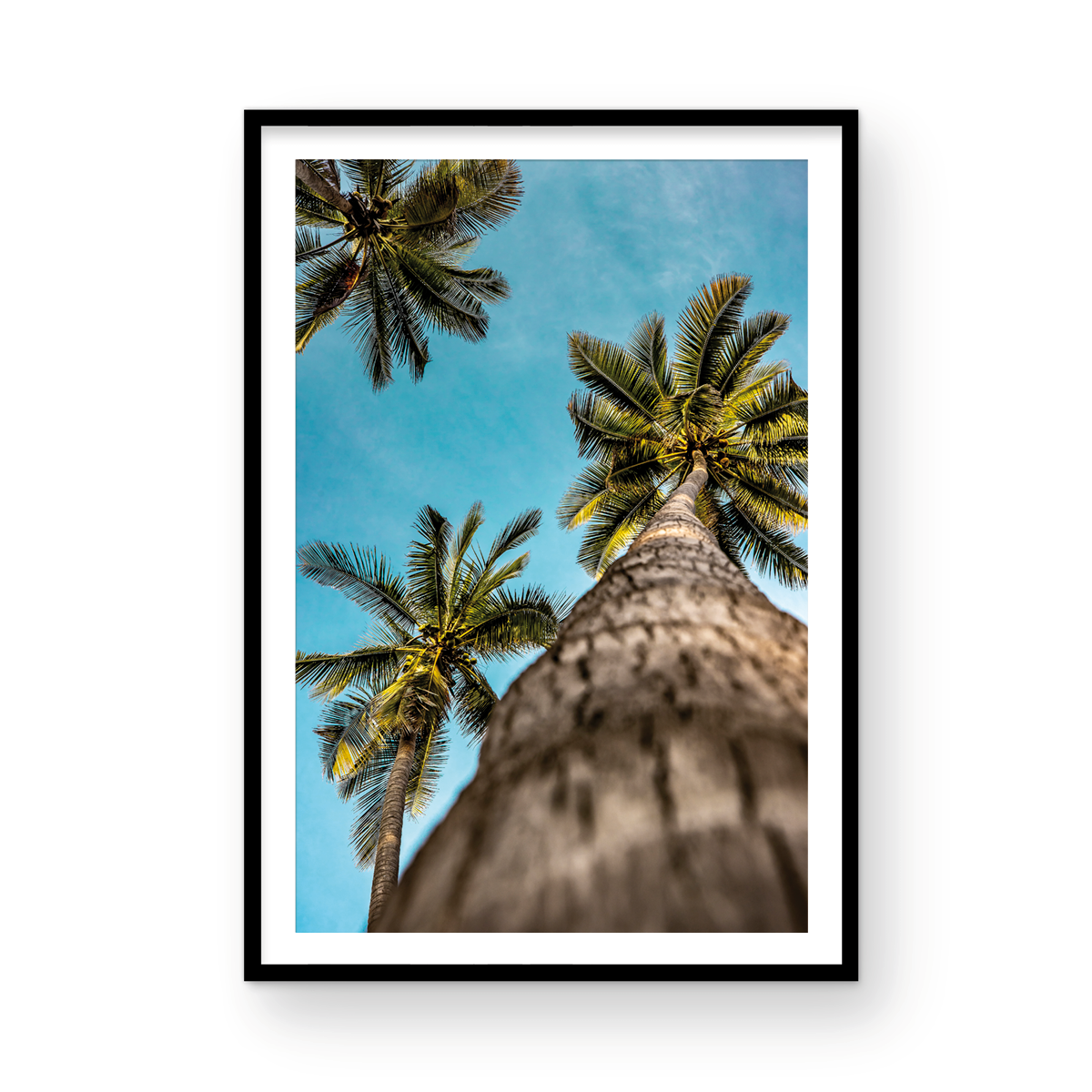 PARADISE PALMS