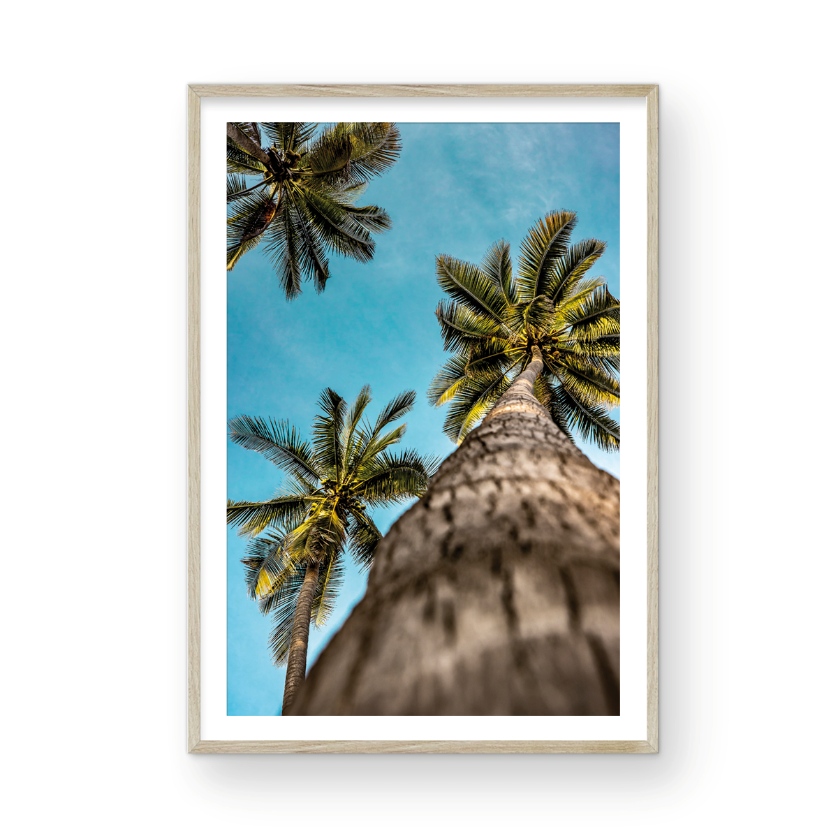 PARADISE PALMS