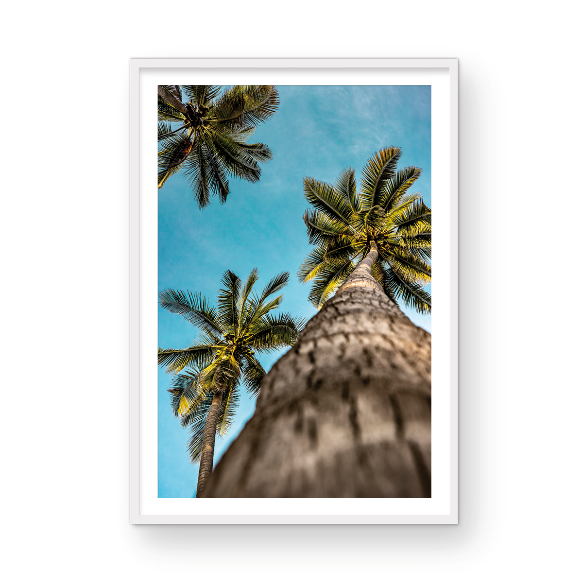 PARADISE PALMS