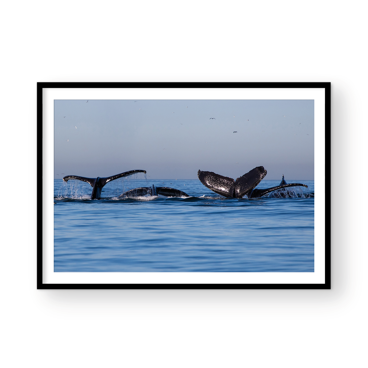 WHALE PARTY