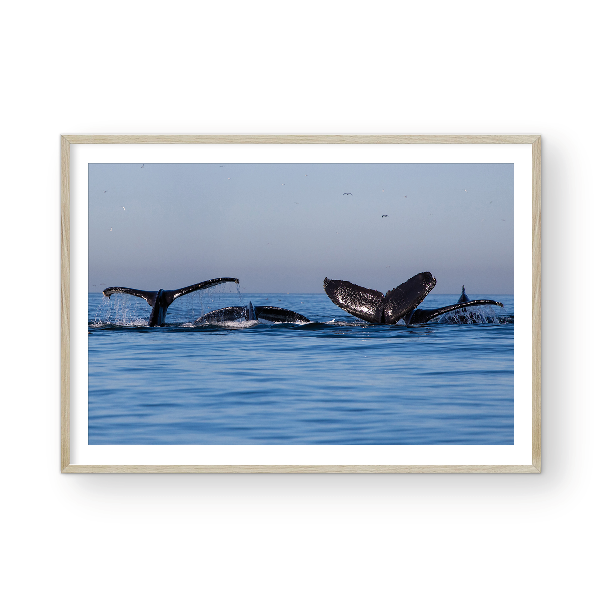 WHALE PARTY