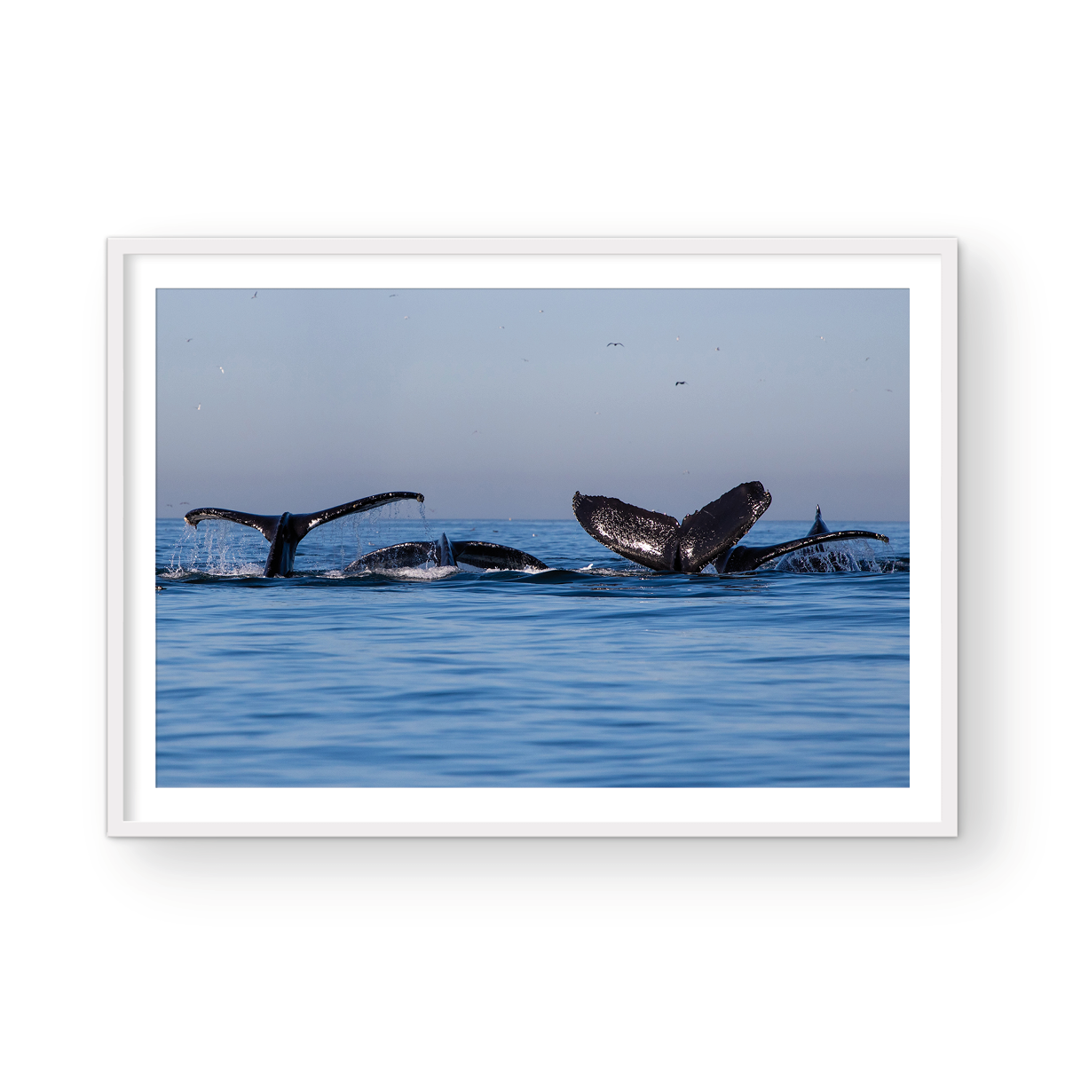 WHALE PARTY