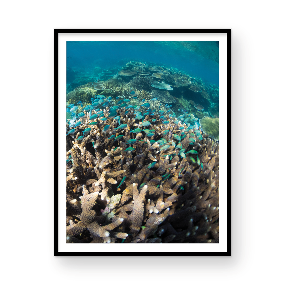 FIJIAN DREAM