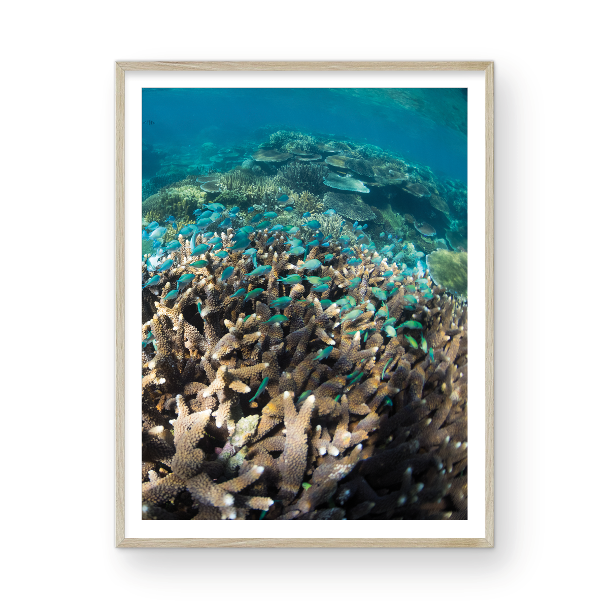 FIJIAN DREAM