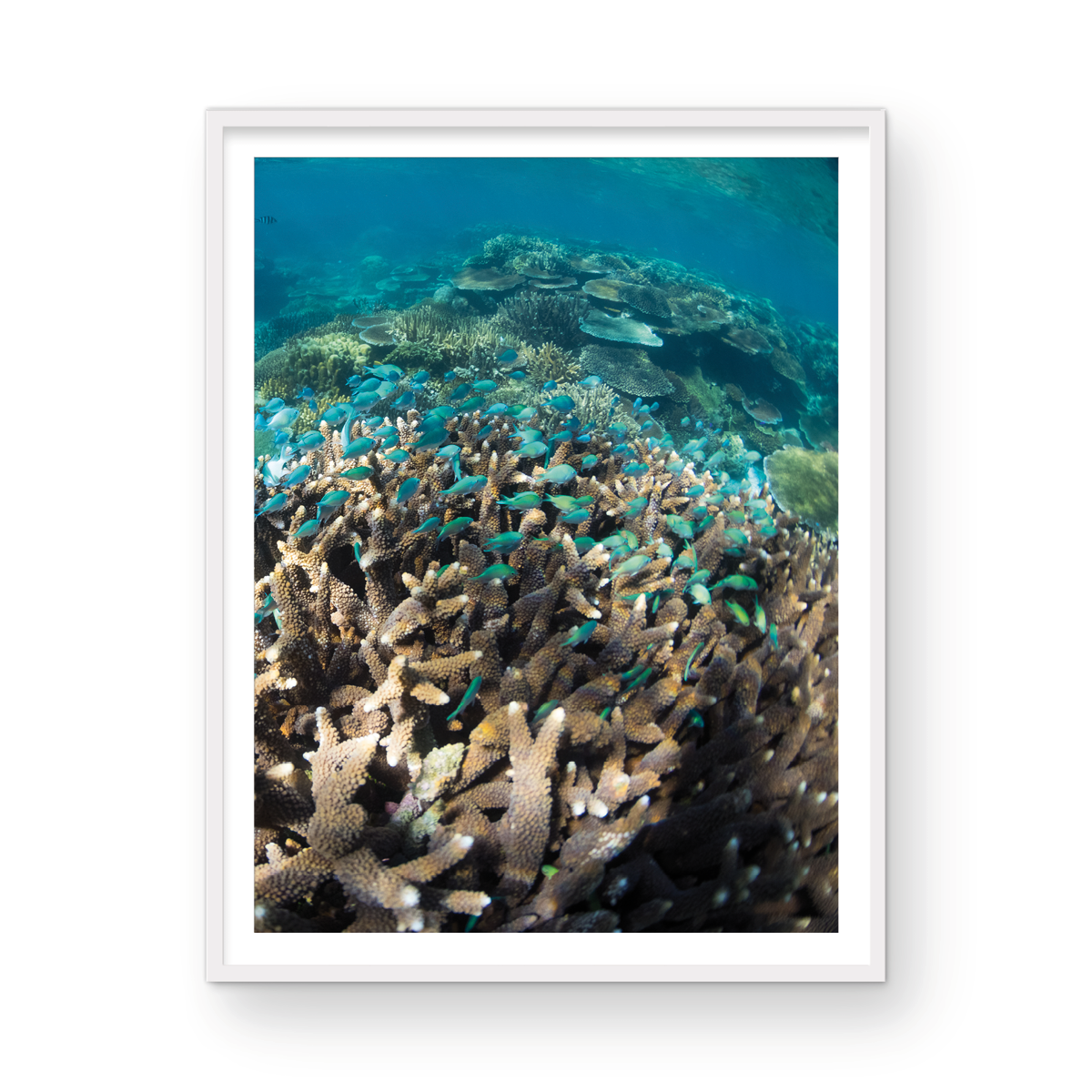 FIJIAN DREAM