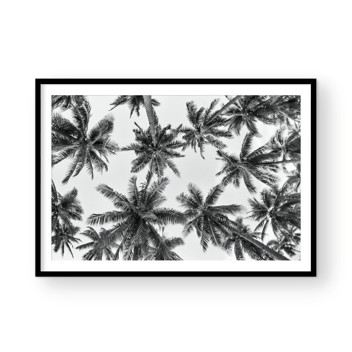 IT'S ALL ABOUT THE PALMS