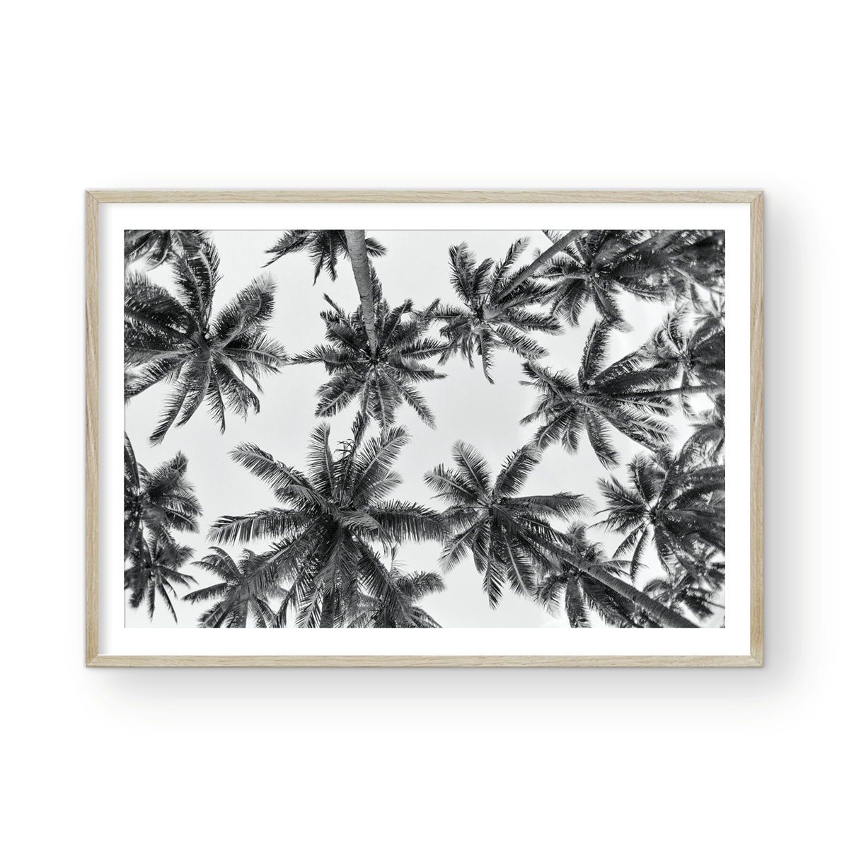 IT'S ALL ABOUT THE PALMS
