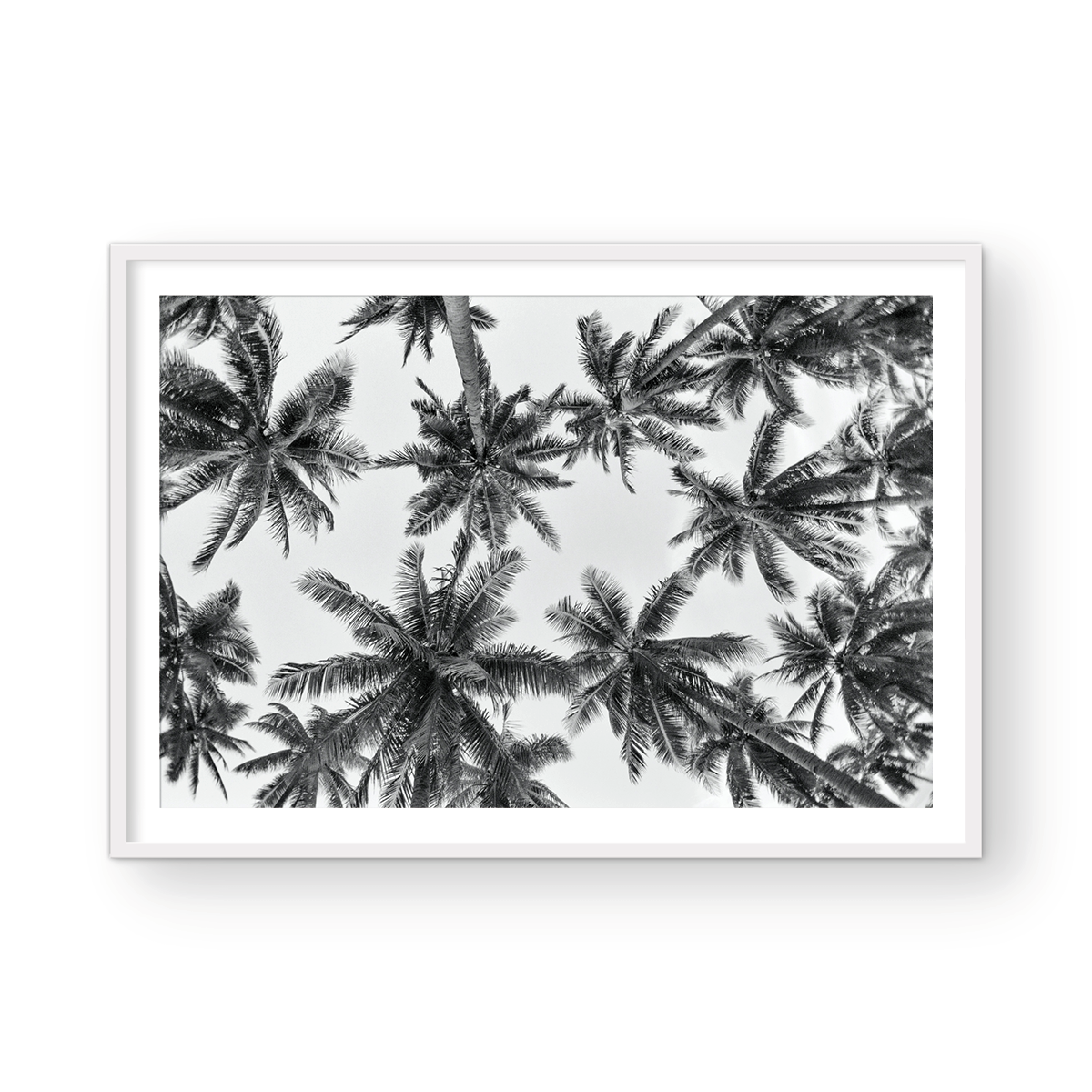 IT'S ALL ABOUT THE PALMS