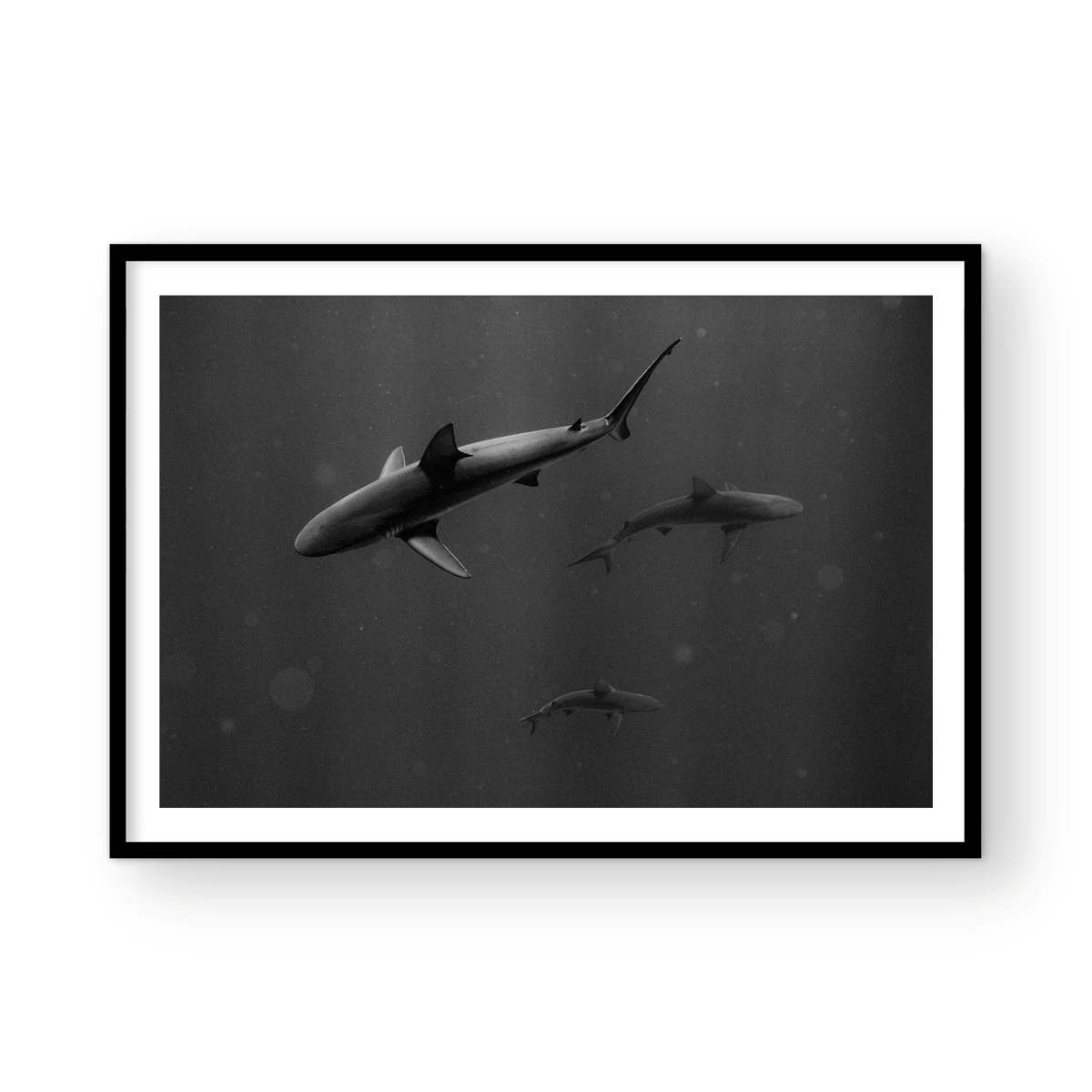SHARK PARK