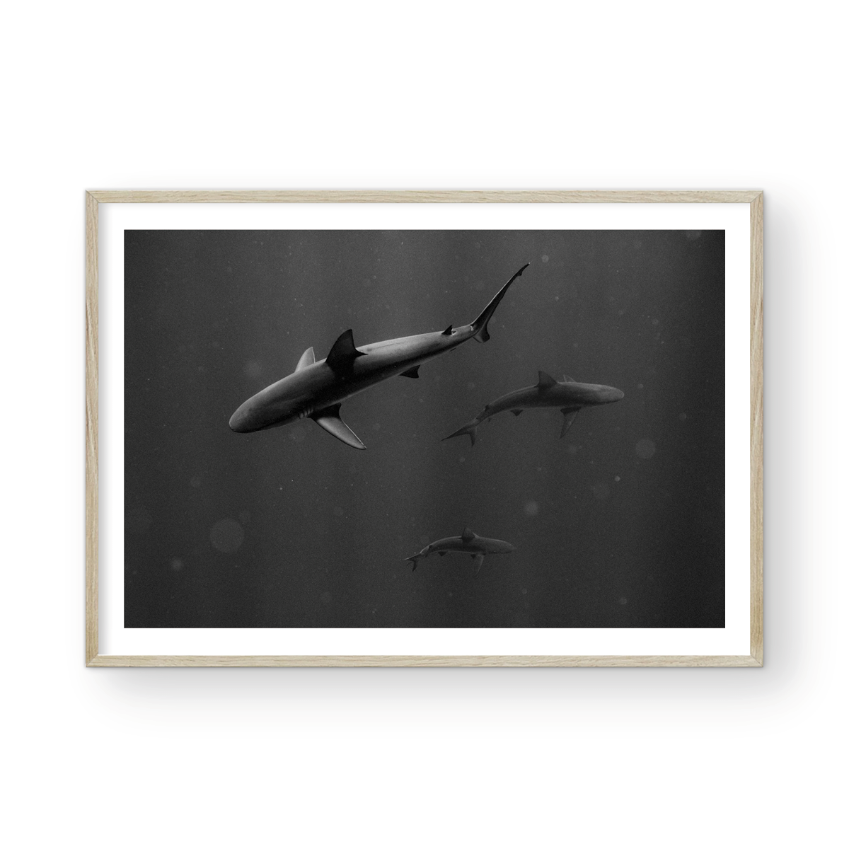 SHARK PARK