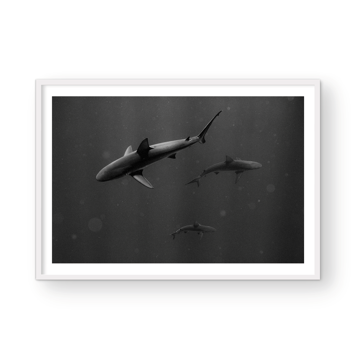 SHARK PARK