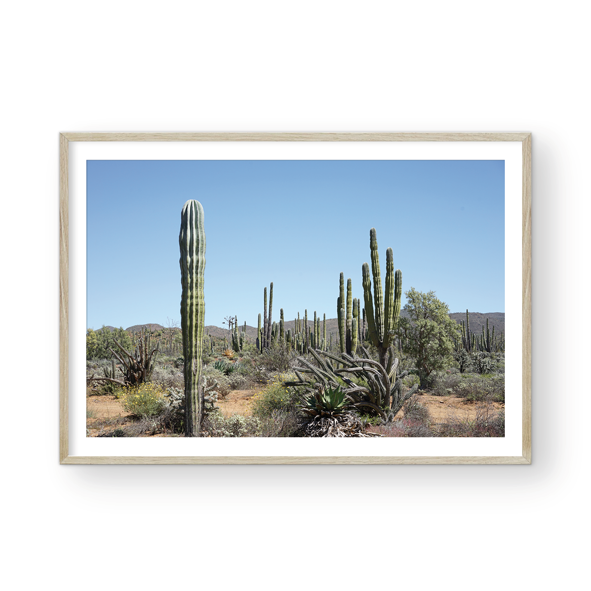 CACTUS