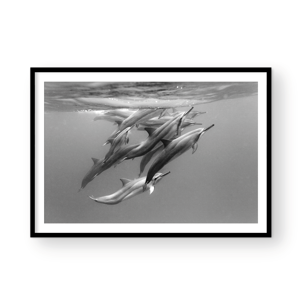 DOLPHIN POD