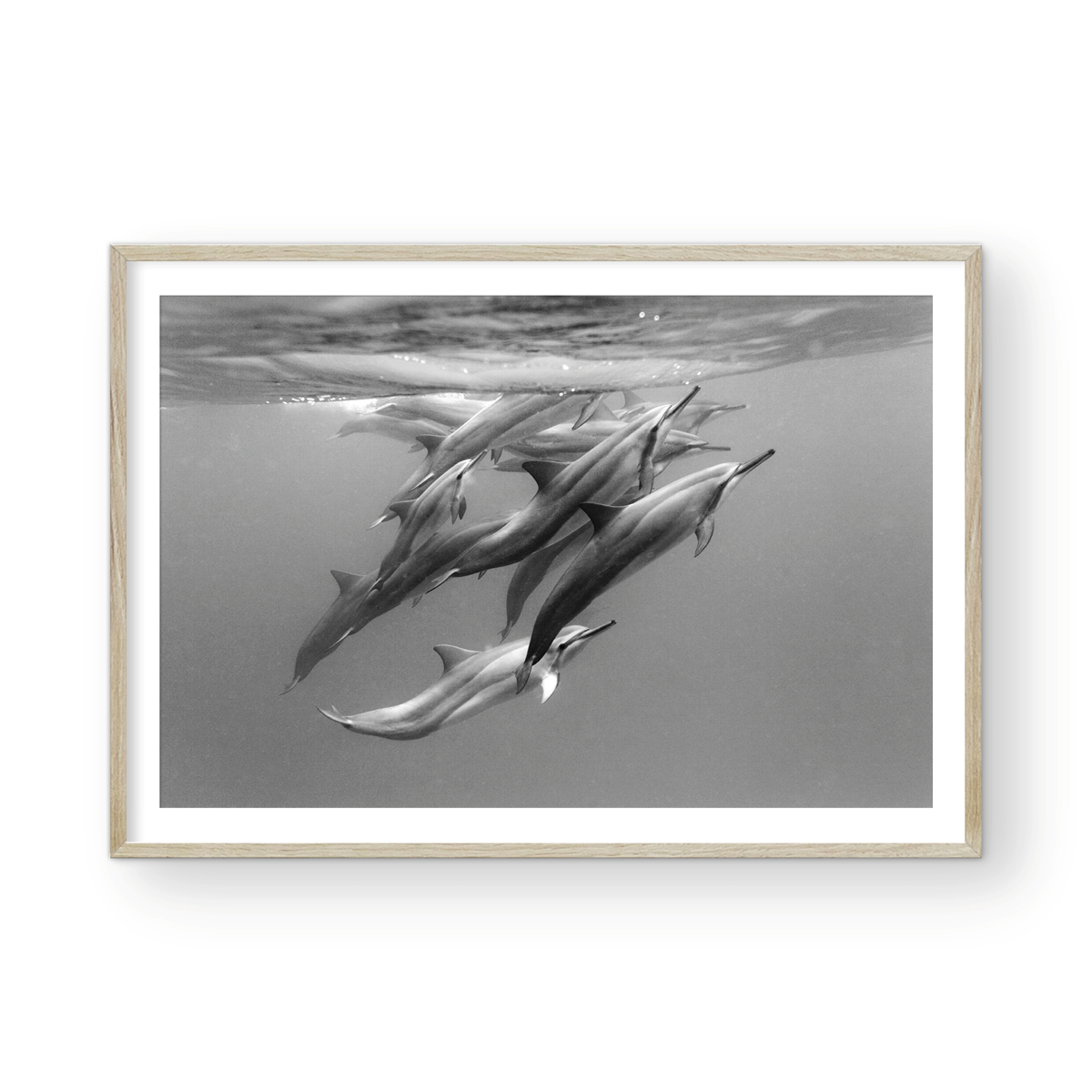 DOLPHIN POD