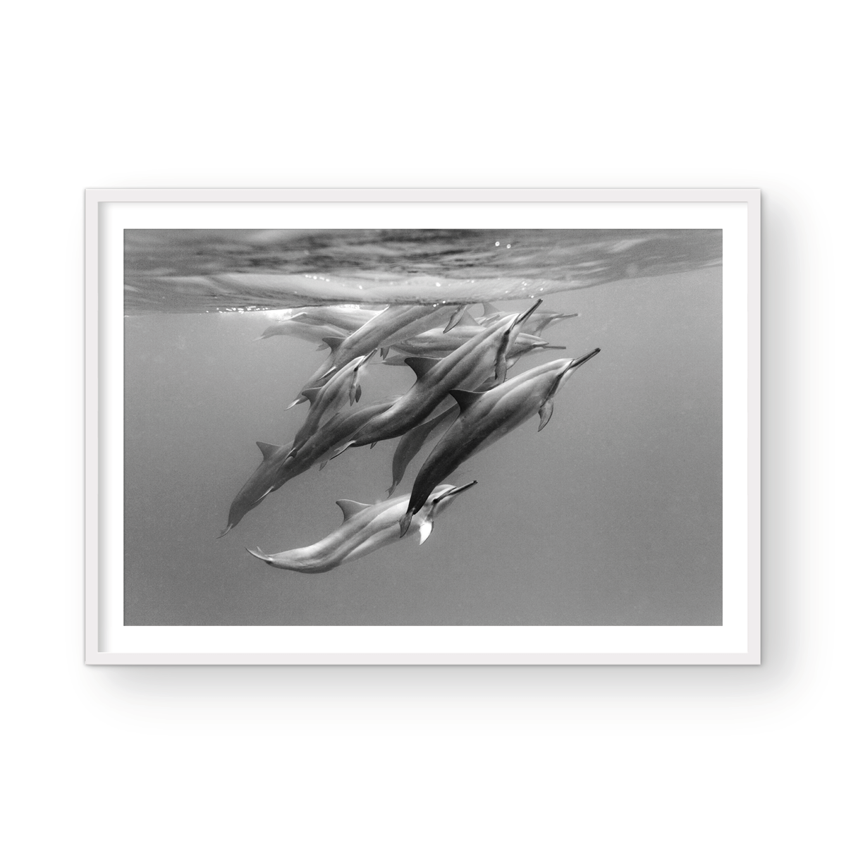 DOLPHIN POD