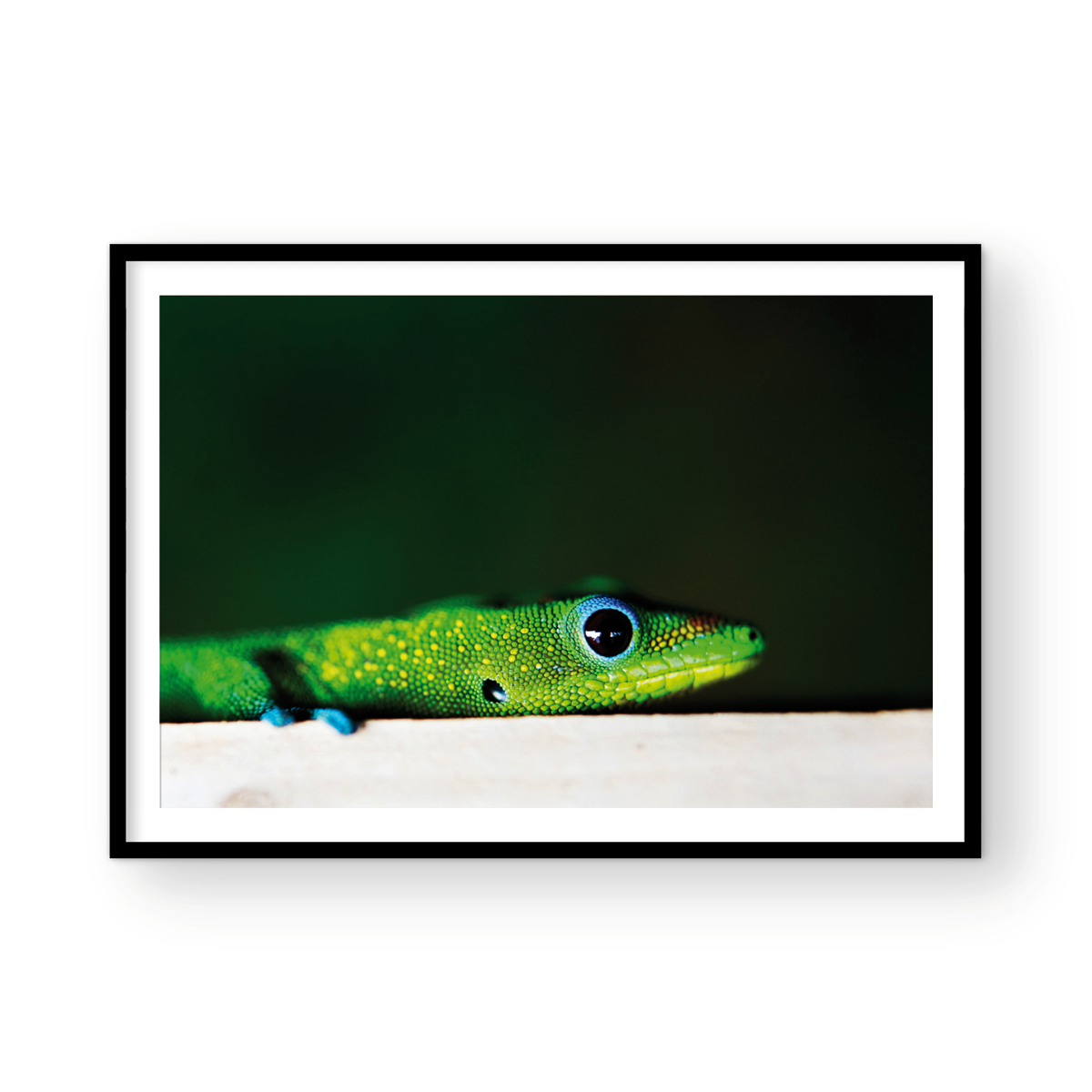 GECKO