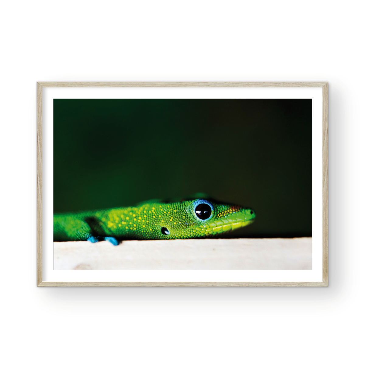 GECKO