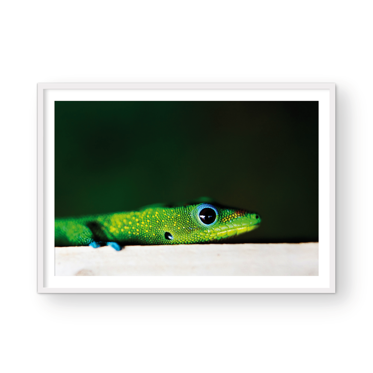 GECKO