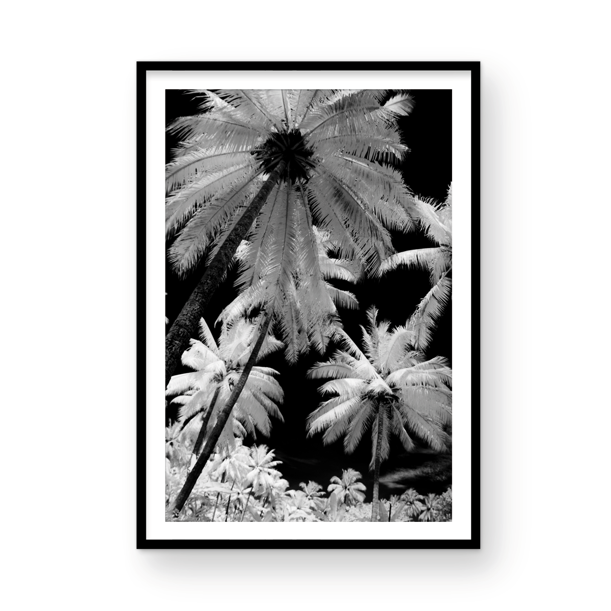 INFARED PALMS