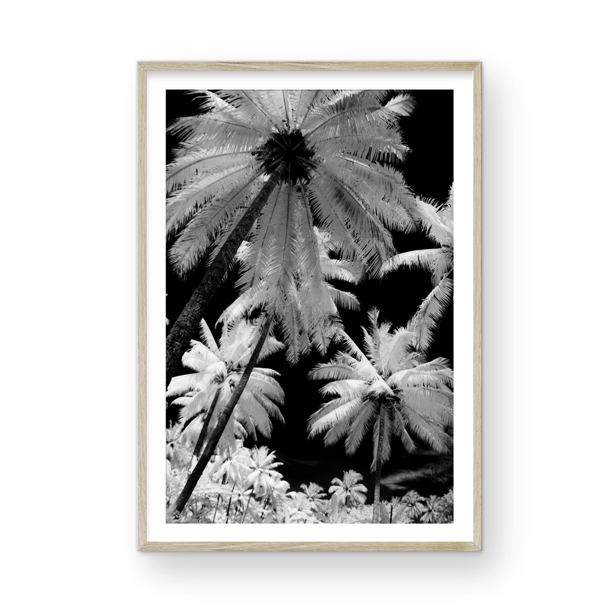 INFARED PALMS