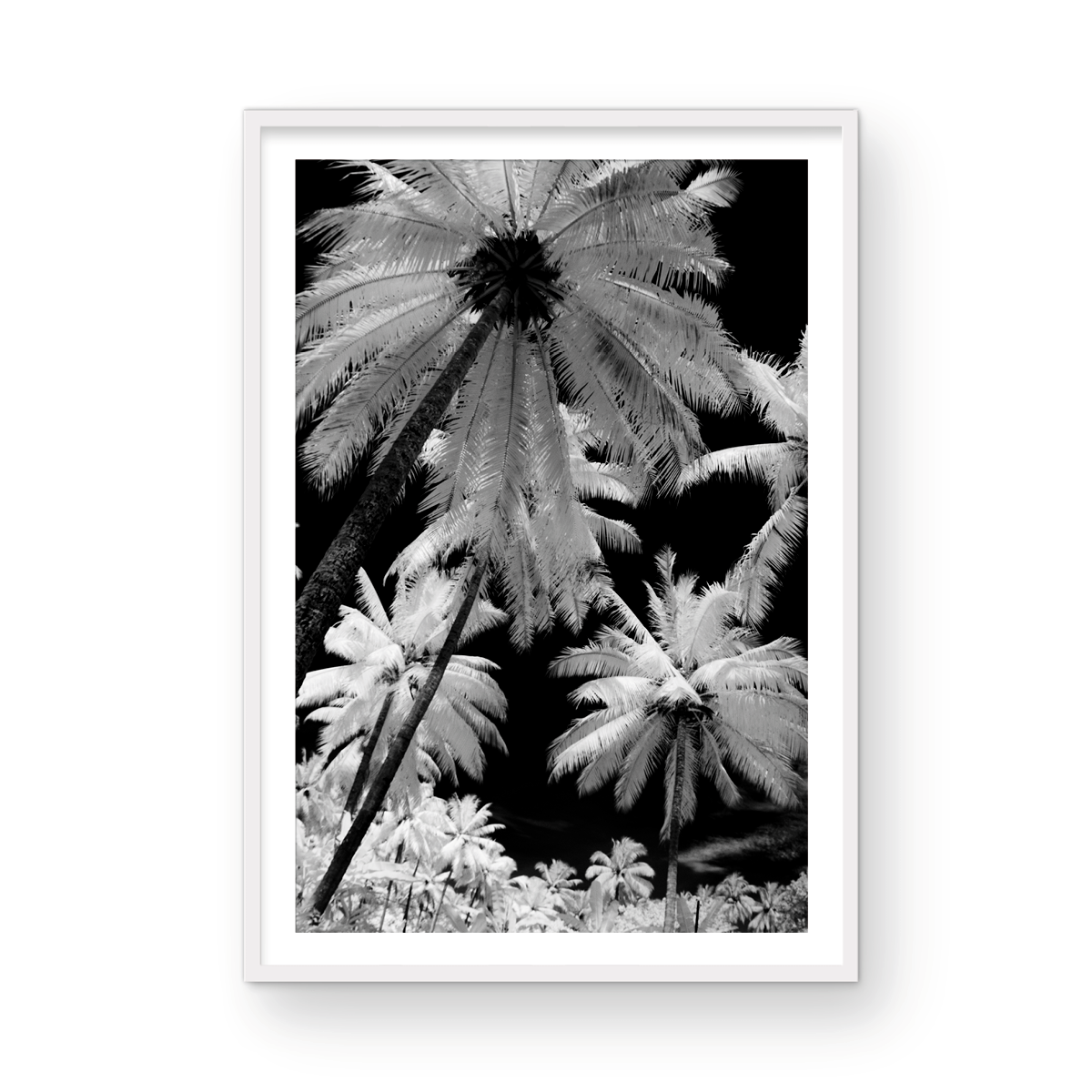 INFARED PALMS