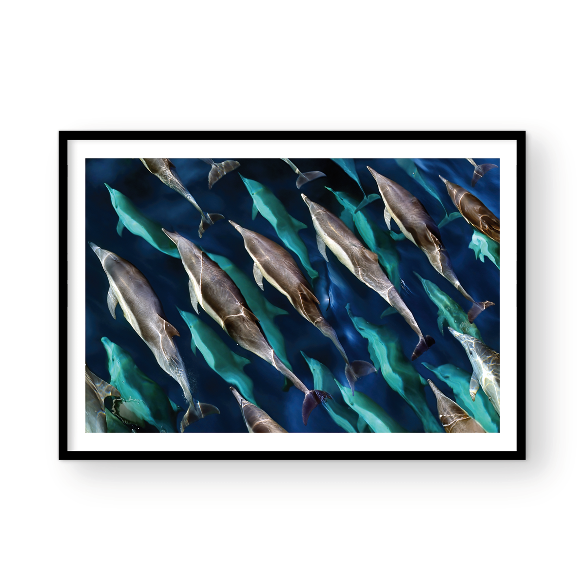 DOLPHIN PARTY