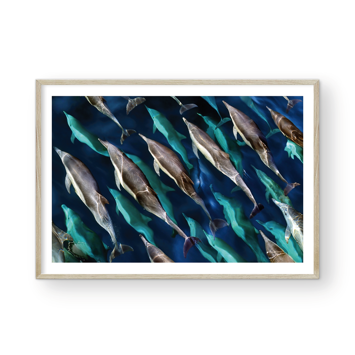 DOLPHIN PARTY