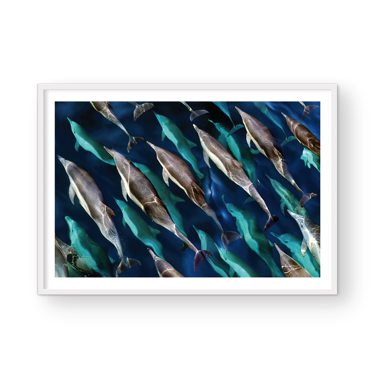 DOLPHIN PARTY