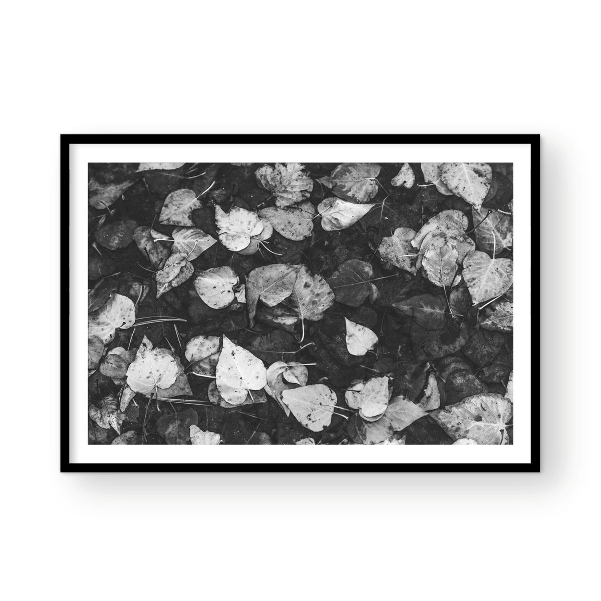 LEAVES
