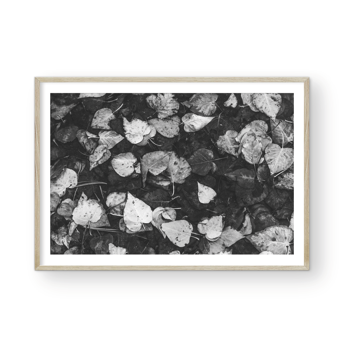 LEAVES