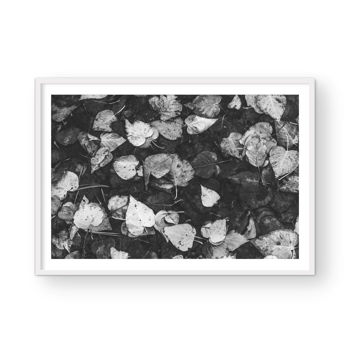 LEAVES